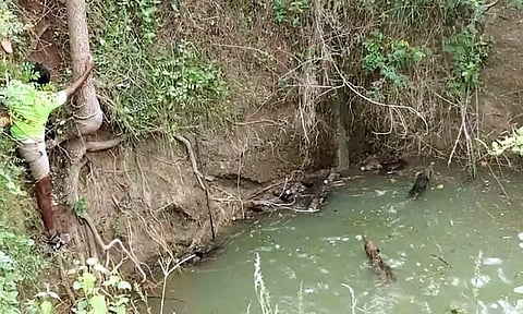 கிணற்றில் விழுந்த பன்றி குட்டிகள் தத்தளித்த காட்சி.