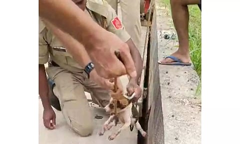 பாலத்தின் இடுக்கில் சிக்கி போராடிய நாய்க்குட்டியை போலீசார் மீட்ட காட்சி.