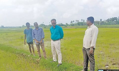 நெல் பயரில் உள்ள இலை சுருட்டுபுழு தாக்குதலை கொள்ளிடம் வேளாண் உதவி இயக்குனர் எழில்ராஜா நேரில் சென்று பார்வையிட்டு ஆய்வு செய்தார்.