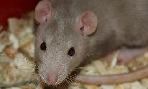 ஸ்டான்லி ஆஸ்பத்திரி கேண்டீனில் பஜ்ஜி மீது எலிகள் விளையாடியதால் பொதுமக்கள் அதிர்ச்சி