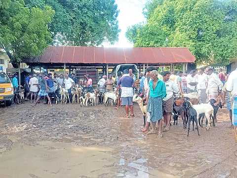சேறும், சகதியுமாக காணப்படும் ஆட்டுச்சந்தை.