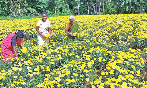 செவ்வந்தி பூக்களை பறிக்கும் தொழிலாளர்கள்.