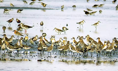 கோடியக்கரை பறவைகள் சரணாலயத்திற்கு வந்து குவிந்துள்ள வெளிநாட்டு பறவைகள்.