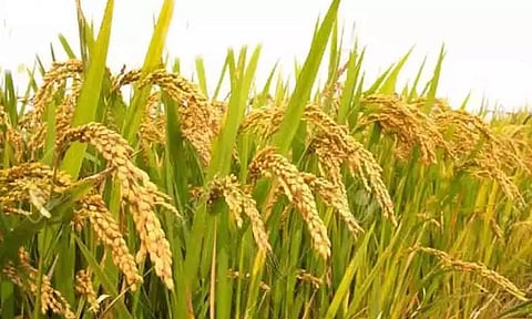 கோப்புபடம்.