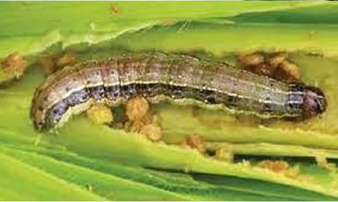 கோப்புபடம். 