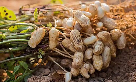 கோப்புபடம்