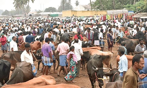 ரூ.80 லட்சத்துக்கு மாடுகள் விற்பனை