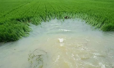 மழை காலங்களில் பயிர்களை காப்பாற்றுவது எப்படி?