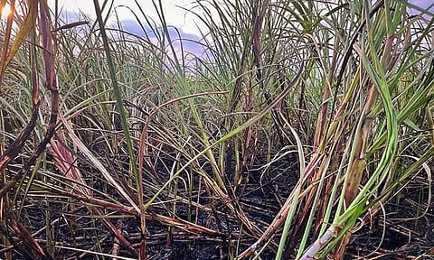 தீ விபத்தினால் சேதமடைந்த கரும்பு தோட்டத்தை படத்தில் காணலாம்.