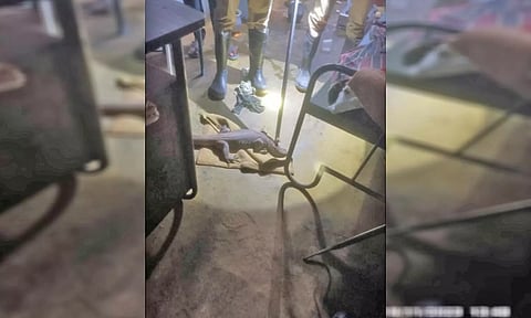 வீட்டிற்குள் புகுந்த உடும்பை படத்தில் காணலாம். 