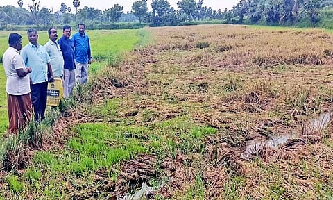 அம்பை வட்டாரத்தில் தொடர் மழையினால் நெற்பயிர் நீரில் மூழ்கி பாதிப்பு