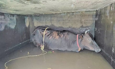 தண்ணீர் தொட்டியில் விழுந்து கிடக்கும் பசுமாடு.