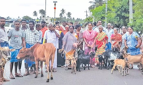 கால்நடைகளுடன் மறியலில் ஈடுபட்ட விவசாயிகள்.