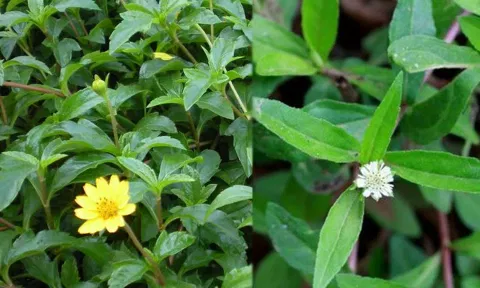 உடம்பிற்கு கரிசனம் காட்டும் கரிசலாங்கண்ணி