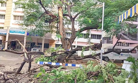 வேலூர் கலெக்டர் அலுவலக வளாகத்தில் இருந்த பழமையான மரக்கிளை முறிந்து விழுந்திருப்பதை படத்தில் காணலாம்.