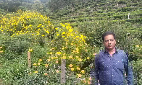 கோத்தகிரியில் பூத்து குலுங்கும் சூரியகாந்தி மலர்கள்