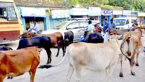 சாலையில் சுற்றி திரியும் மாடுகள் பிடிப்பட்டால் உரிமையாளர்களுக்கு அபராதம்