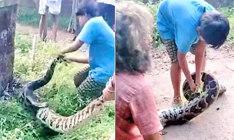 12 அடி நீள மலைப்பாம்பை பிடித்த 10 வயது சிறுவன்