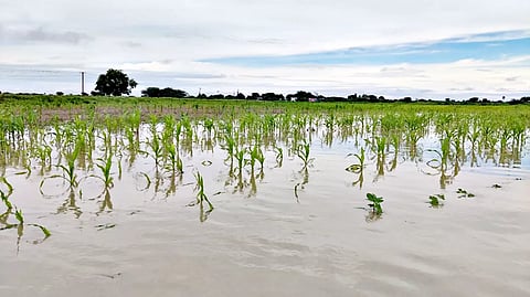 மழைநீரில் மூழ்கியுள்ள பயிர்களை படத்தில் காணலாம்.