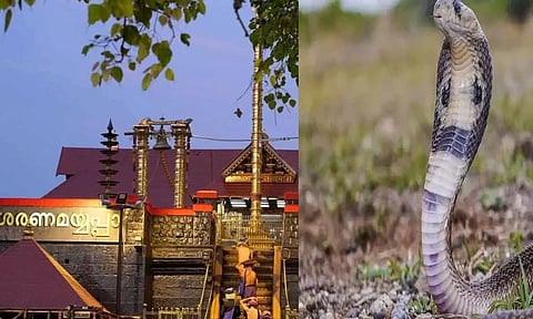 சபரிமலையில் 6 வயது சிறுமியை பாம்பு கடித்தது