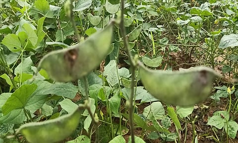 மொச்சை பயிரில் ஏற்பட்டுள்ள புழு தாக்குதல்.