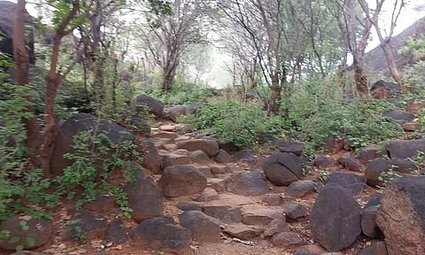 காடுகள் சூழ்ந்து காணப்படும் குண்டும், குழியுமாக காட்சியளிக்கும் சாலையை படத்தில் காணலாம்.