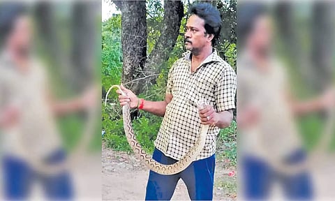 பிடிக்கப்பட்ட பாம்பு.