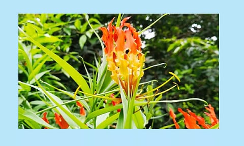 செங்காந்தள் மலர்கள்