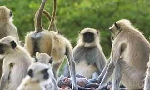 வால்பாறையில் சிங்கவால் குரங்குகள் அட்டகாசம்