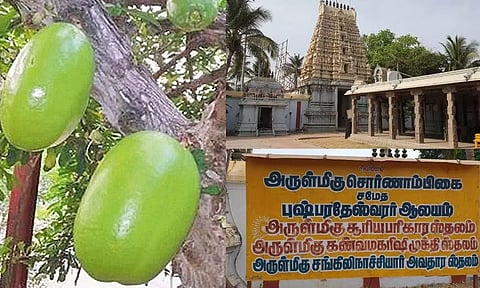 திருவோடு மரம்