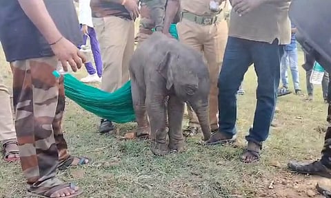 தனியாக தவிக்கும் குட்டியானையை படத்தில் காணலாம்.