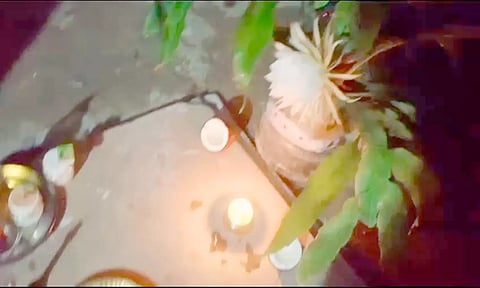 ஆலங்காயத்தில் பூத்த பிரம்ம கமலம் பூ