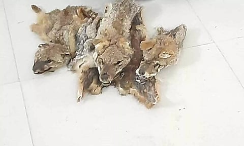 நரித்தோல், பற்களை தாயத்து செய்து விற்ற முதியவர் கைது