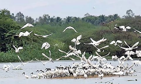 மழையால் நீர்வரத்து அதிகரித்தது: வேடந்தாங்கல் ஏரிக்கு 5 ஆயிரம் வெளிநாட்டு பறவைகள் வருகை
