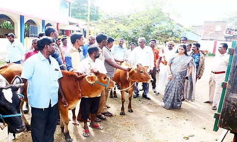 வேலூர் பழைய பஸ் நிலையத்தில் சுற்றித்திரிந்த 5 மாடுகள் பிடிப்பு