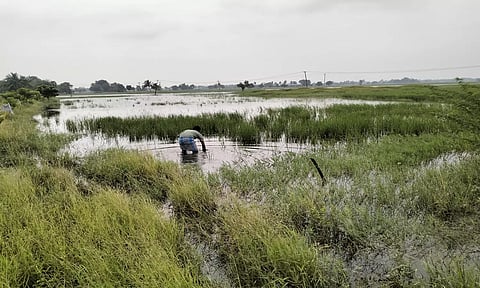 மழையால் சேதமடைந்த நெய் பயிர்கள்.