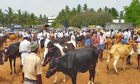 சீனாபுரம் கால்நடை சந்தையில் ரூ.1.50 கோடிக்கு மாடுகள் விற்பனை