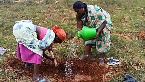 முத்தம்பட்டியில் சிகப்புப்புளி மரக்கன்றுகளை நடவு செய்த பெண் தொழிலாளர்கள்.