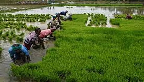 தொடர் மழையால் சாகுபடியில் தீவிரம் காட்டும் விவசாயிகள்