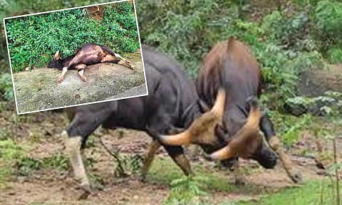 மலைச்சரிவில் ஆக்ரோஷமாக மோதிக்கொண்ட 2 காட்டெருமைகள்- 6 வயது ஆண் காட்டெருமை உயிரிழப்பு