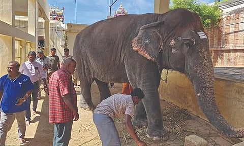 கோவில் யானையை பரிசோதனை செய்த வனத்துறையினர்.