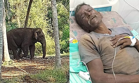 பண்ணைப்புரம் மலையடிவாரத்தில் மக்னா யானை தாக்கியதில் காவலாளி படுகாயம்