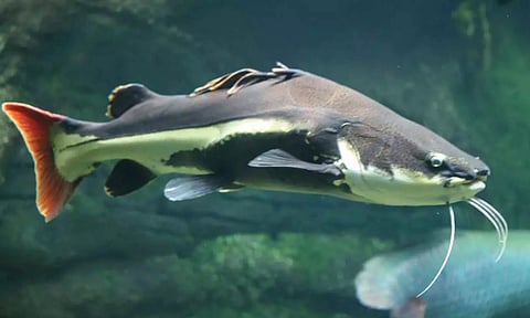 ஏரி மீன்களை அழிக்கும் வளர்ப்பு தங்க மீன்கள்- ஆய்வில் அதிர்ச்சி தகவல்