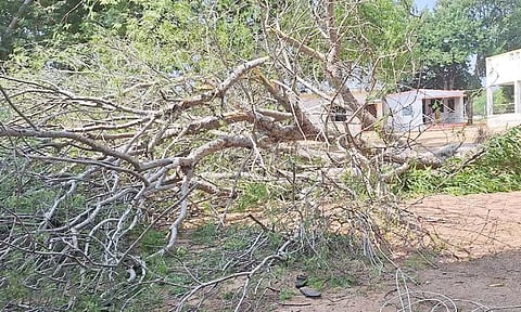 பள்ளி வளாகத்தில் முறிந்து விழுந்த மரம்.