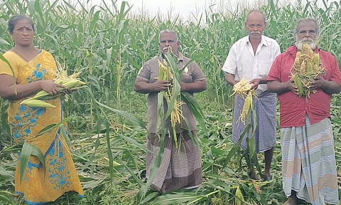 மக்காச்சோள பயிர்களை சேதப்படுத்திய மான்கள்- நிவாரணம் கேட்டு விவசாயிகள் கோரிக்கை