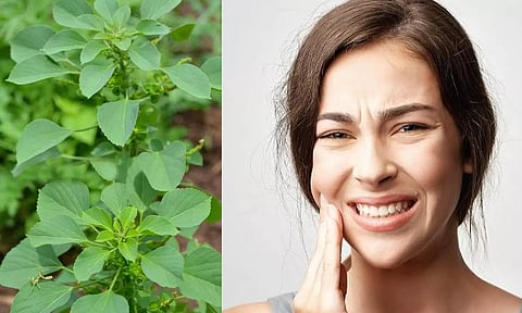 சொத்தை பல்லால் அவதிப்படுகிறீர்களா...? இந்த இலையை ட்ரை பண்ணுங்க