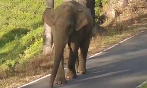 வால்பாறை ரோட்டில் பட்டப்பகலில் உலா வந்த ஒற்றைக் காட்டு யானை- பொதுமக்கள் அலறியடித்து ஓட்டம்