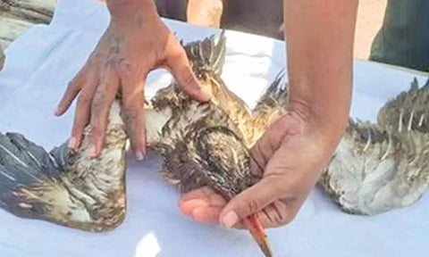 எண்ணெய் கழிவில் மூழ்கி 50-க்கும் மேற்பட்ட பறவைகள் உயிருக்கு போராடும் பரிதாபம்