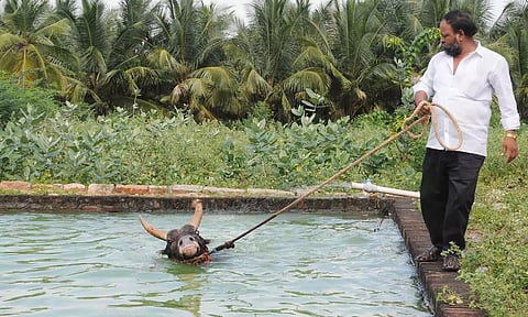 பிரத்யேக நீச்சல்குளம் அமைத்து ஜல்லிக்கட்டு காளைகளுக்கு தீவிர பயிற்சி