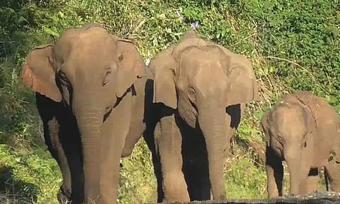 ரெயில் நிலையத்தில் குடிநீர் குழாய்களை சேதப்படுத்திய யானைகள்